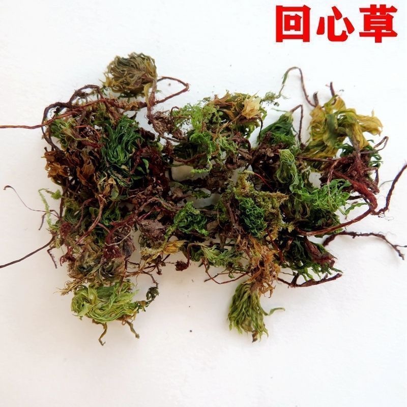 回心草中药材正品回心草干净无杂质