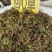 回心草中药材正品回心草干净无杂质