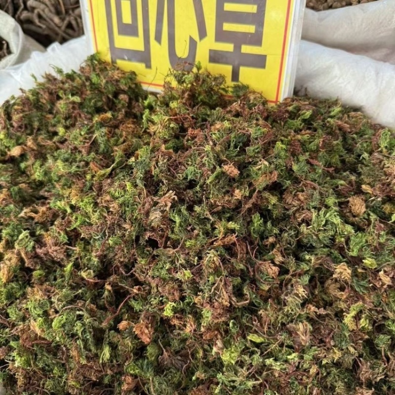 回心草中药材正品回心草干净无杂质