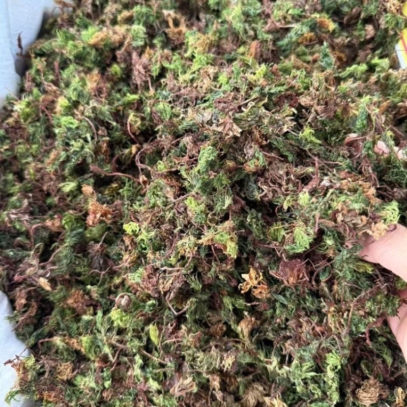 回心草中药材正品回心草干净无杂质
