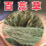 百蕊草中药材正品百蕊草干净无杂质无硫高品质