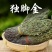 独脚金中药材自然晾晒干净无杂质正品