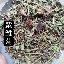 紫雏菊中药材正品松果菊