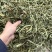 肾精草中药材干净无杂质无硫保证正品肾精草