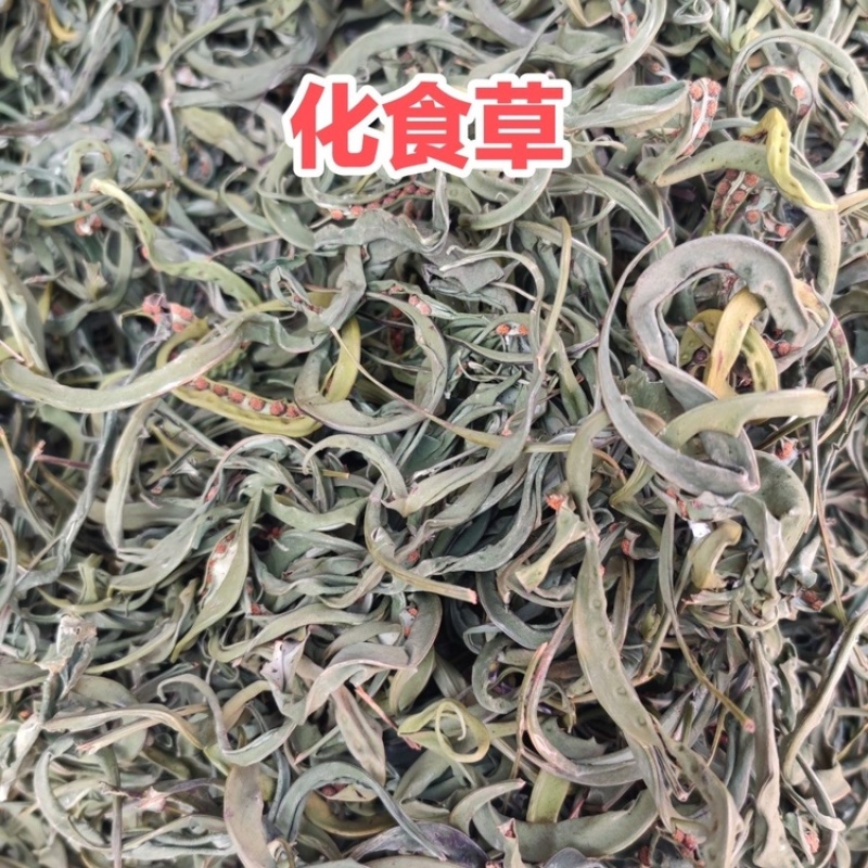 肾精草中药材干净无杂质无硫保证正品肾精草