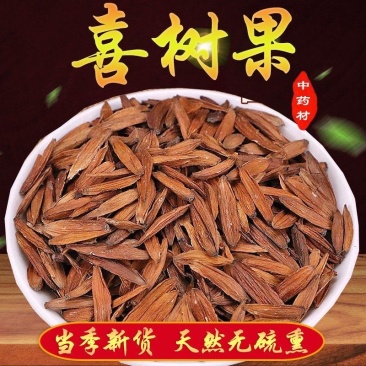 喜树果中药材喜树果正品干货无硫高品质
