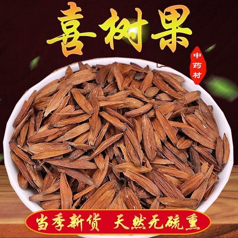 喜树果中药材喜树果正品干货无硫高品质