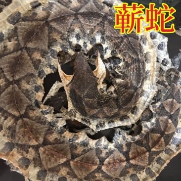 蕲蛇正品中药材正品五步蛇自然晾晒保证正品高品质