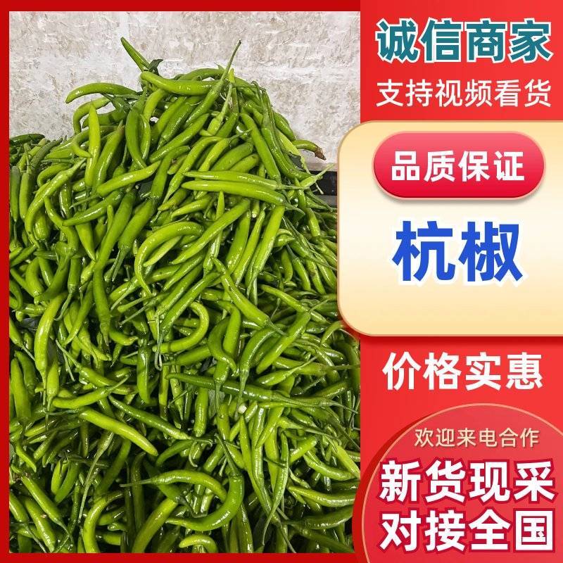【杭椒】辽宁杭椒/辽宁鲜辣椒/常年大量有货/可全国发货