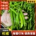 『辽宁杭椒』绥中鲜辣椒/基地批发/量大从优/欢迎来电洽谈