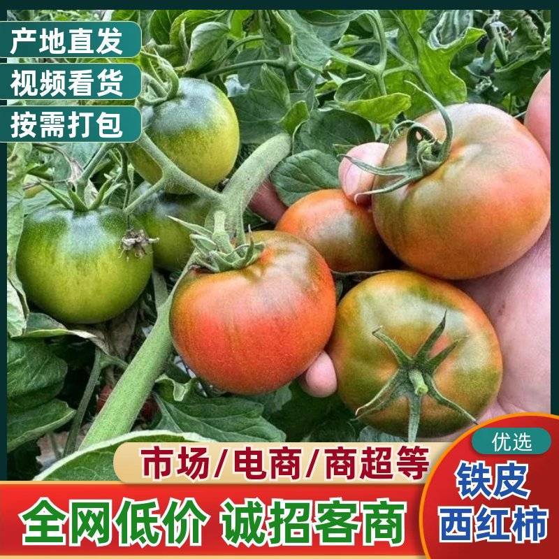 『铁皮柿子』草莓西红柿/承接电商微商～团购批发/全国发货