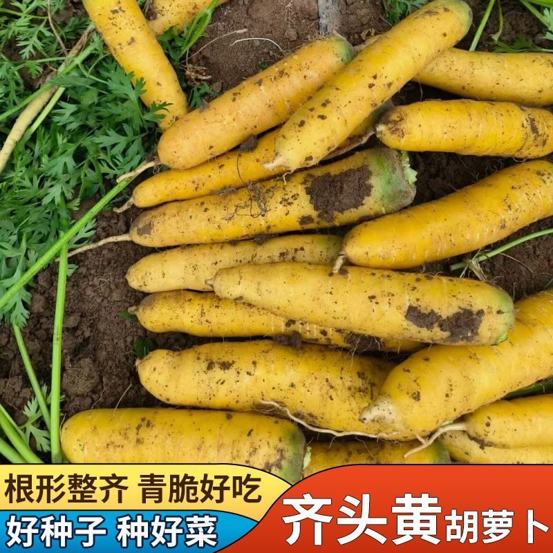 神禾正黄齐齐头黄胡萝卜种子优质高产抗病抗逆商品性佳