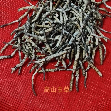 亚香棒虫草