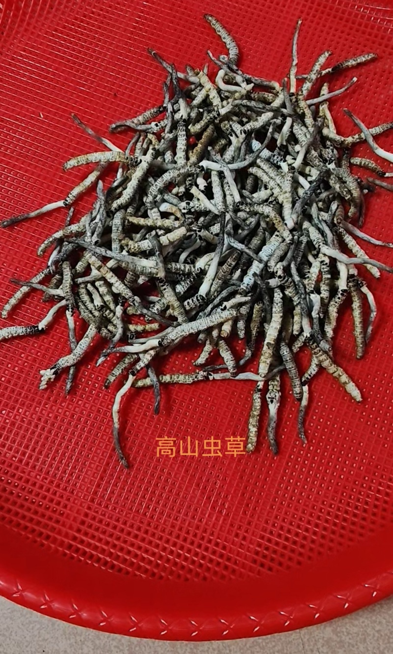 亚香棒虫草