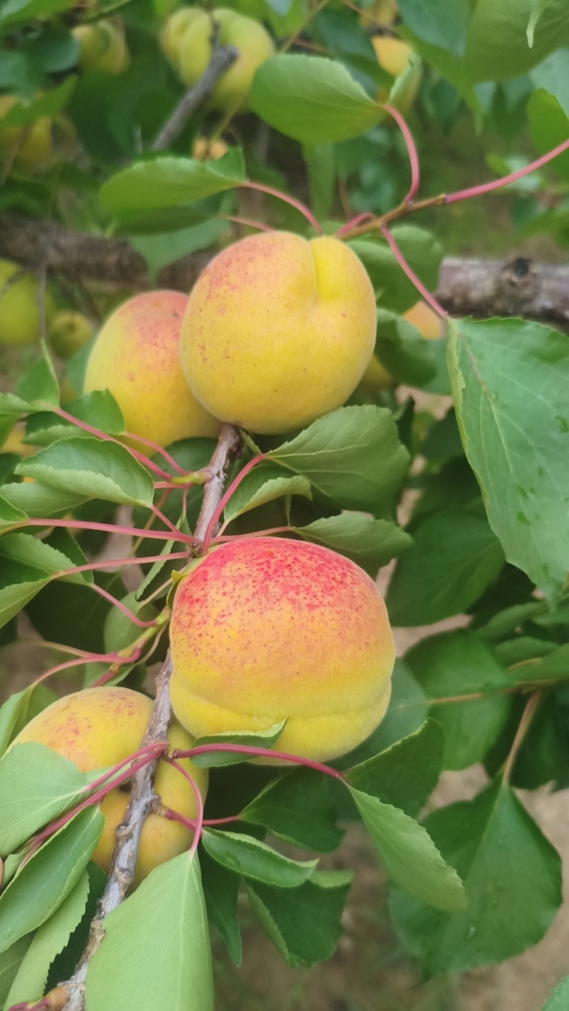 凯特杏