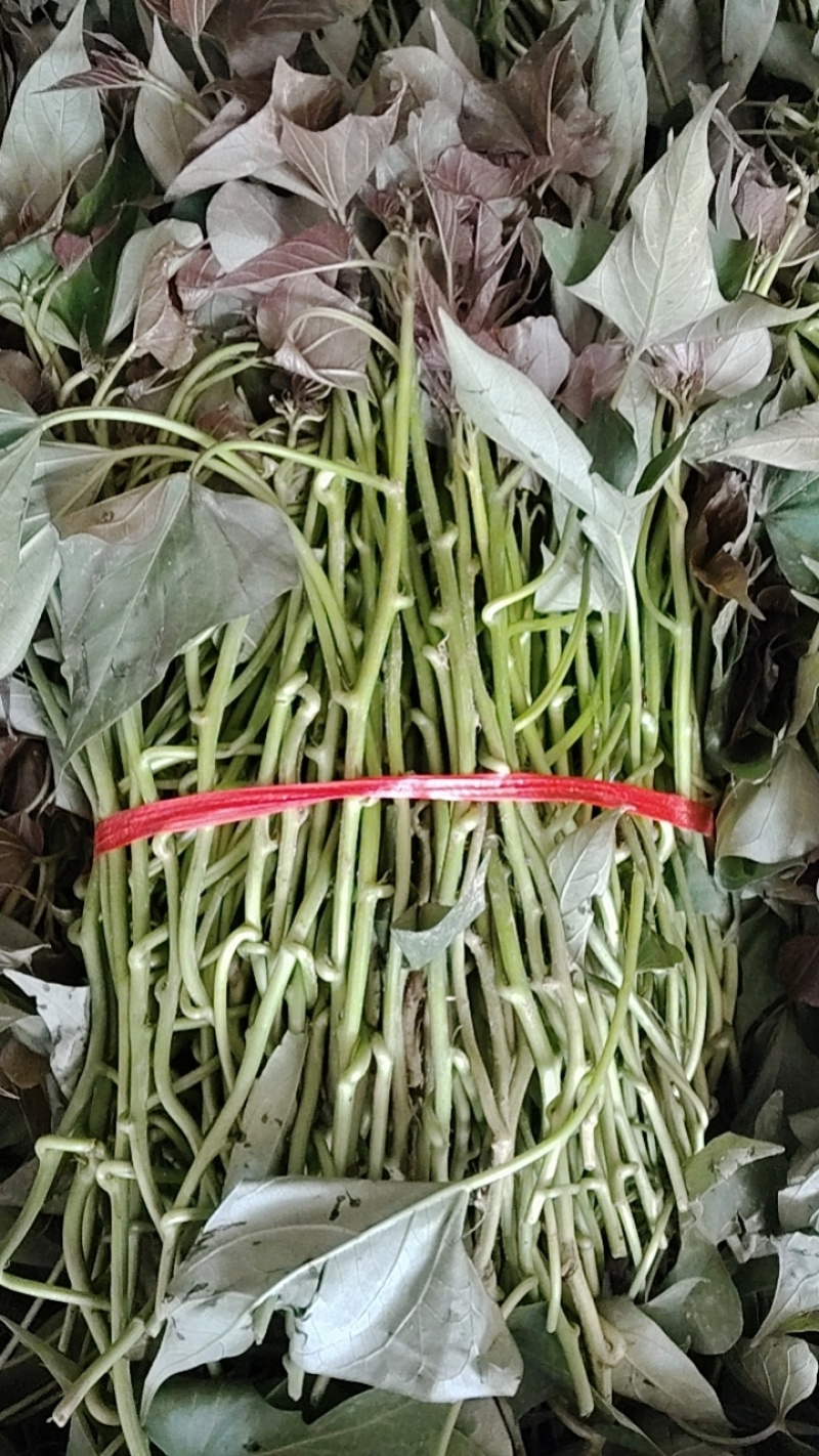 试管脱毒西瓜红