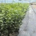 L11蓝莓苗花香25蓝莓苗F6德雷柏蓝莓苗