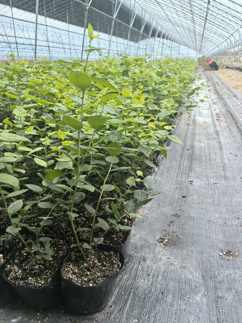 L11蓝莓苗花香25蓝莓苗F6德雷柏蓝莓苗