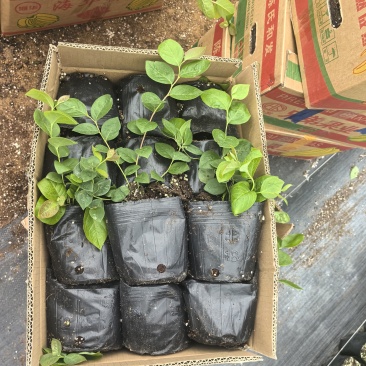 L11蓝莓苗花香25蓝莓苗F6德雷柏蓝莓苗
