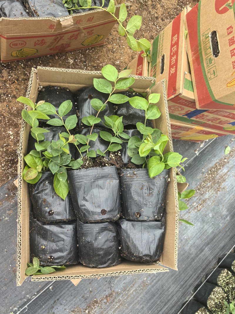L11蓝莓苗花香25蓝莓苗F6德雷柏蓝莓苗