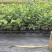 L11蓝莓苗花香25蓝莓苗F6德雷柏蓝莓苗