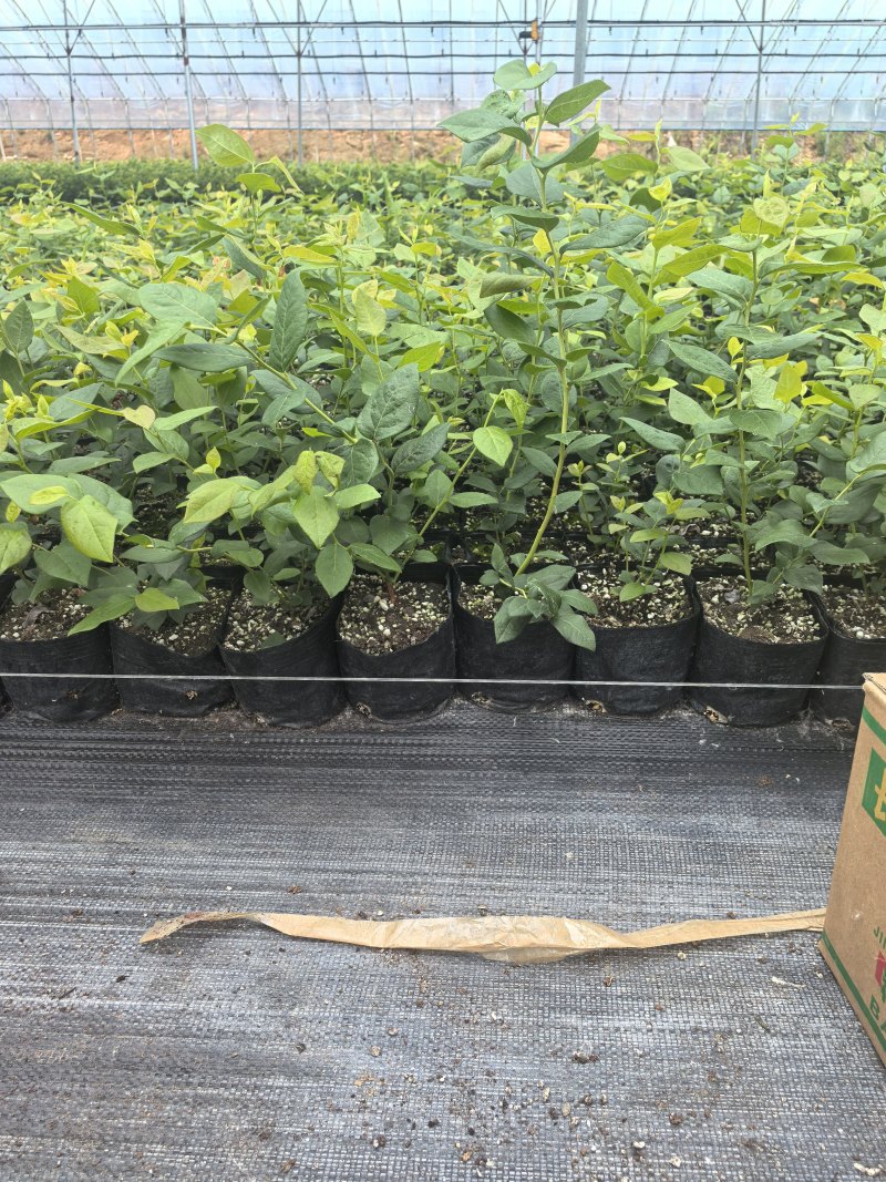 L11蓝莓苗花香25蓝莓苗F6德雷柏蓝莓苗