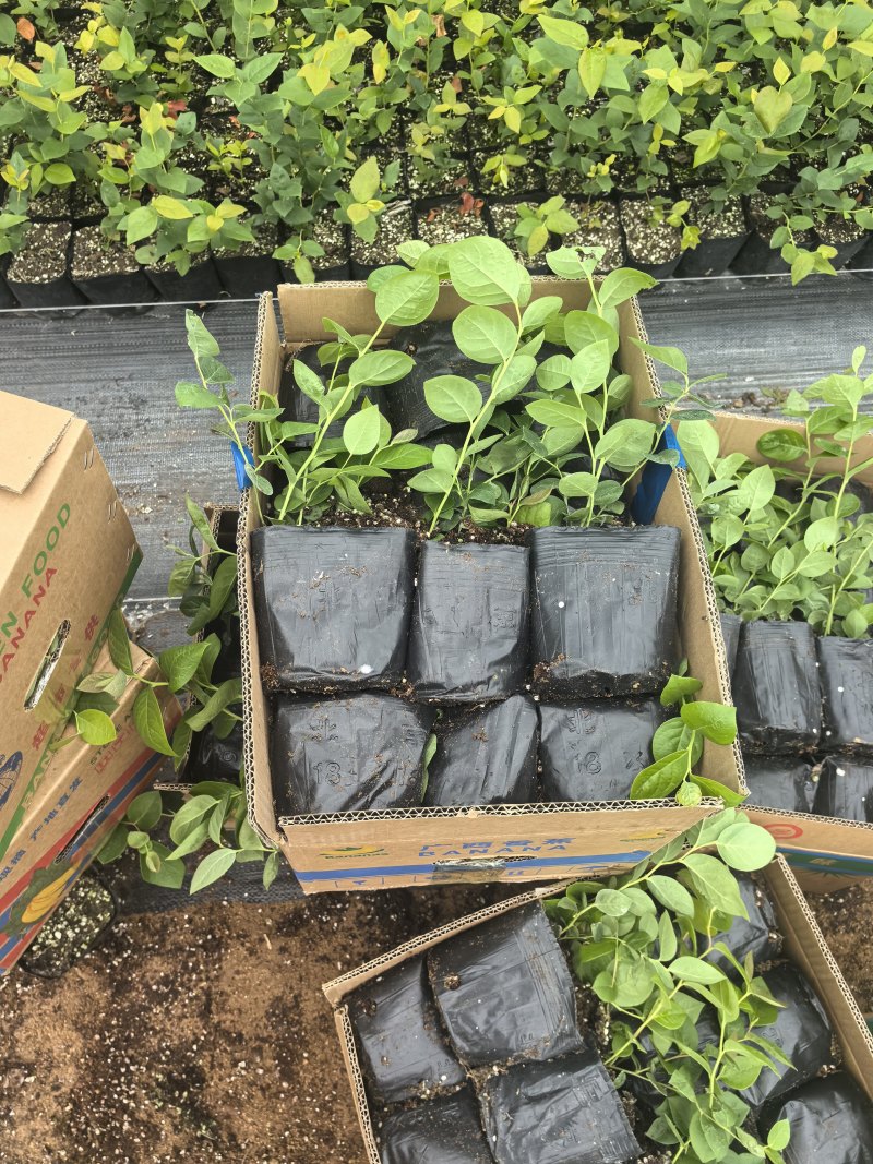 L11蓝莓苗花香25蓝莓苗F6德雷柏蓝莓苗