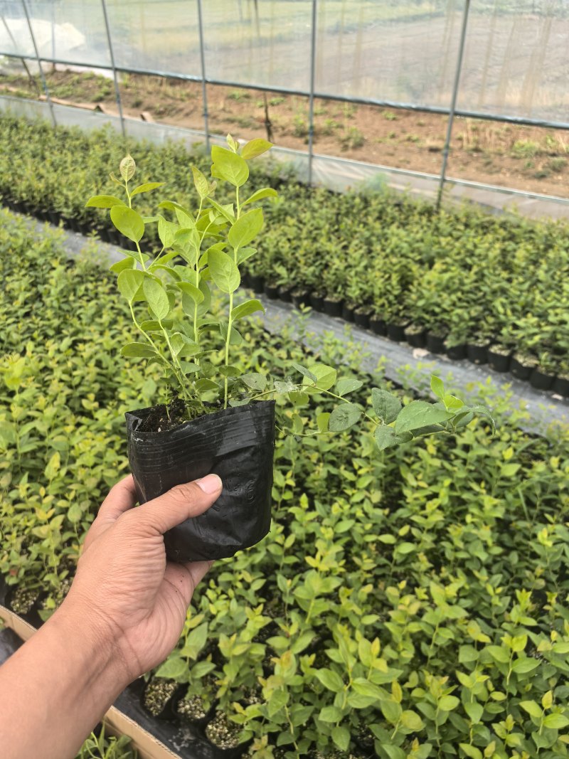 L11蓝莓苗花香25蓝莓苗F6德雷柏蓝莓苗