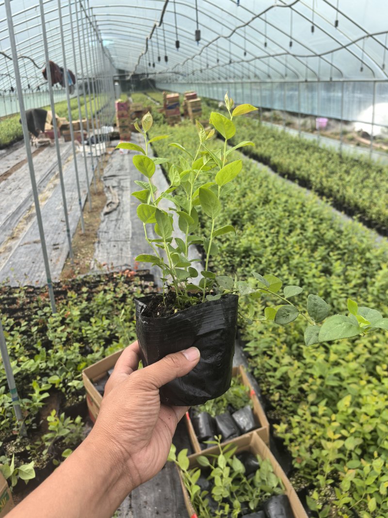 L11蓝莓苗花香25蓝莓苗F6德雷柏蓝莓苗