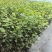 L11蓝莓苗花香25蓝莓苗F6德雷柏蓝莓苗