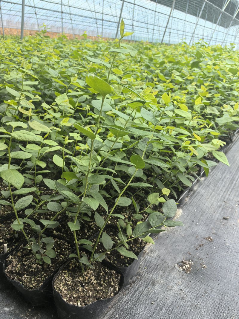 L11蓝莓苗花香25蓝莓苗F6德雷柏蓝莓苗