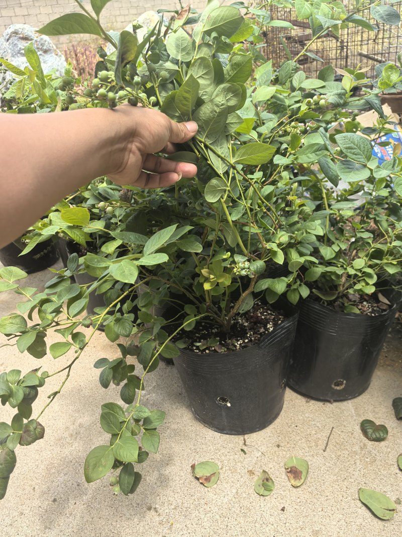 L11蓝莓苗花香25蓝莓苗F6德雷柏蓝莓苗