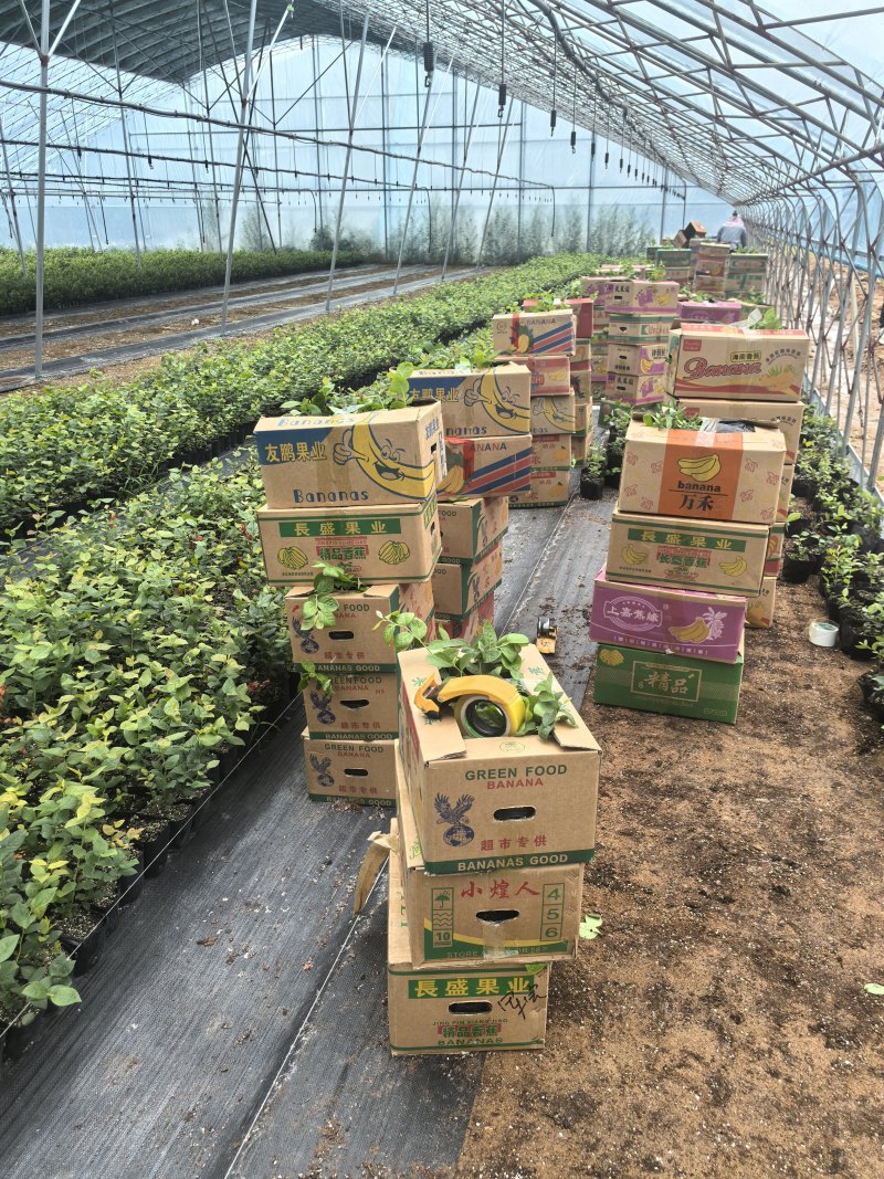 L11蓝莓苗花香25蓝莓苗F6德雷柏蓝莓苗