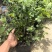 L11蓝莓苗花香25蓝莓苗F6德雷柏蓝莓苗