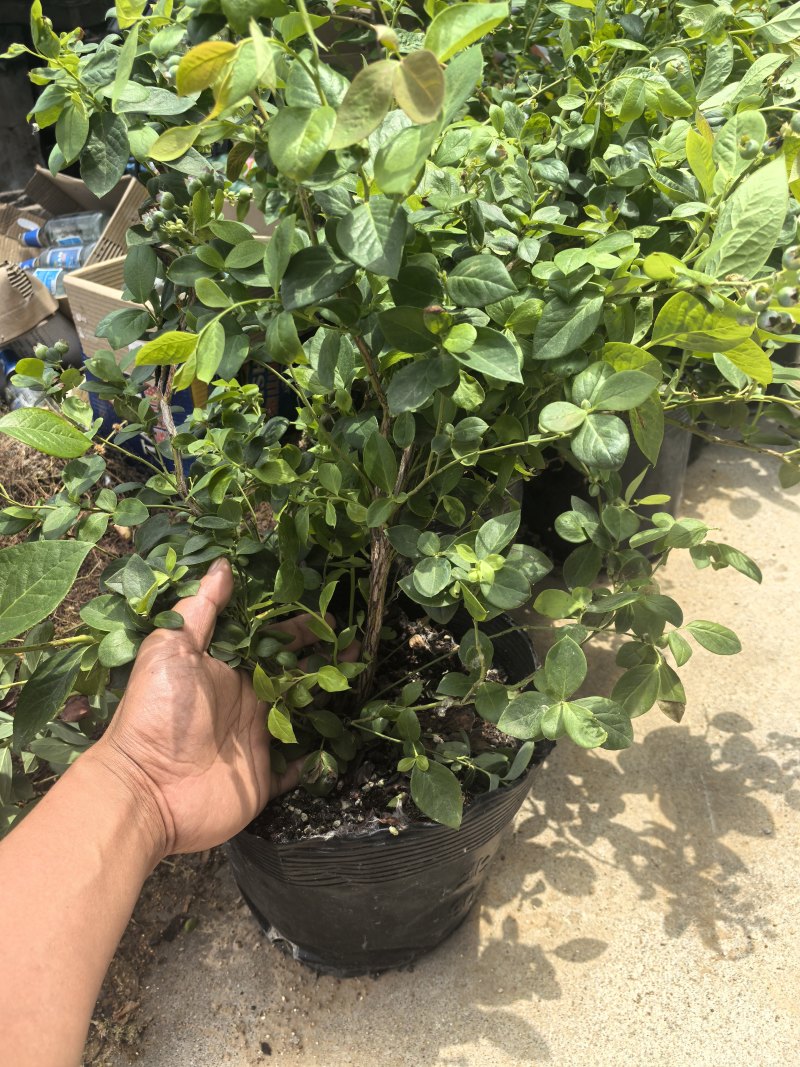 L11蓝莓苗花香25蓝莓苗F6德雷柏蓝莓苗