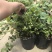 L11蓝莓苗花香25蓝莓苗F6德雷柏蓝莓苗
