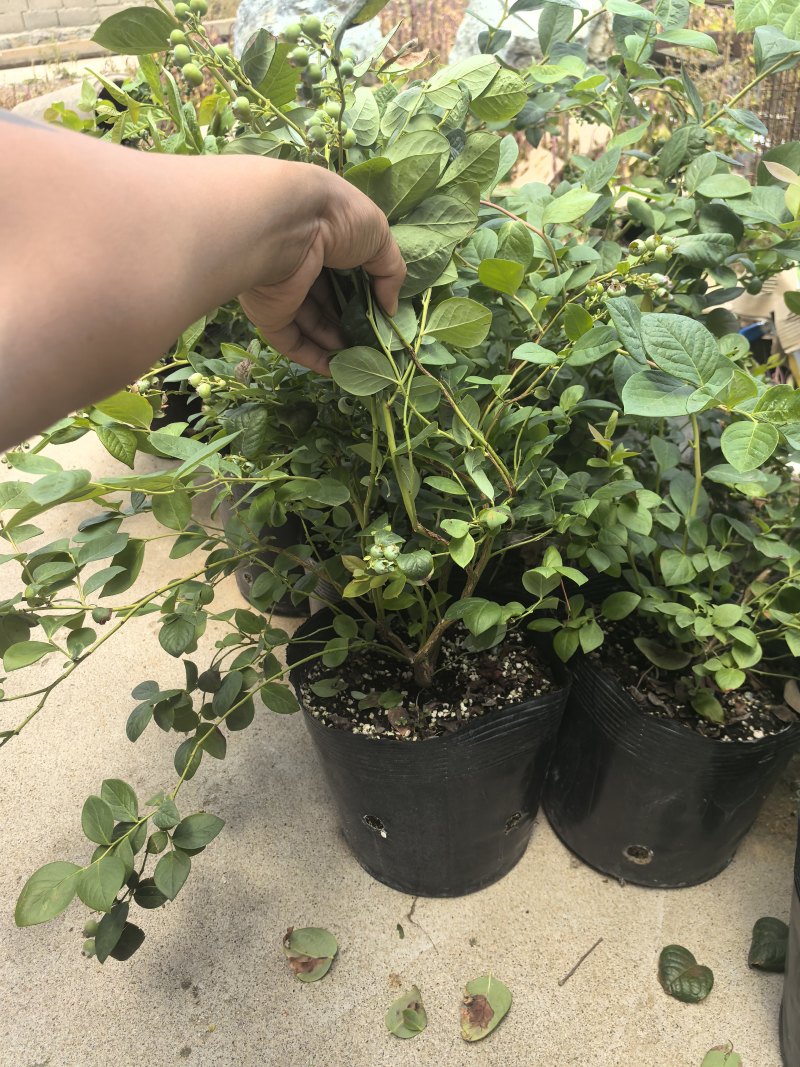 L11蓝莓苗花香25蓝莓苗F6德雷柏蓝莓苗