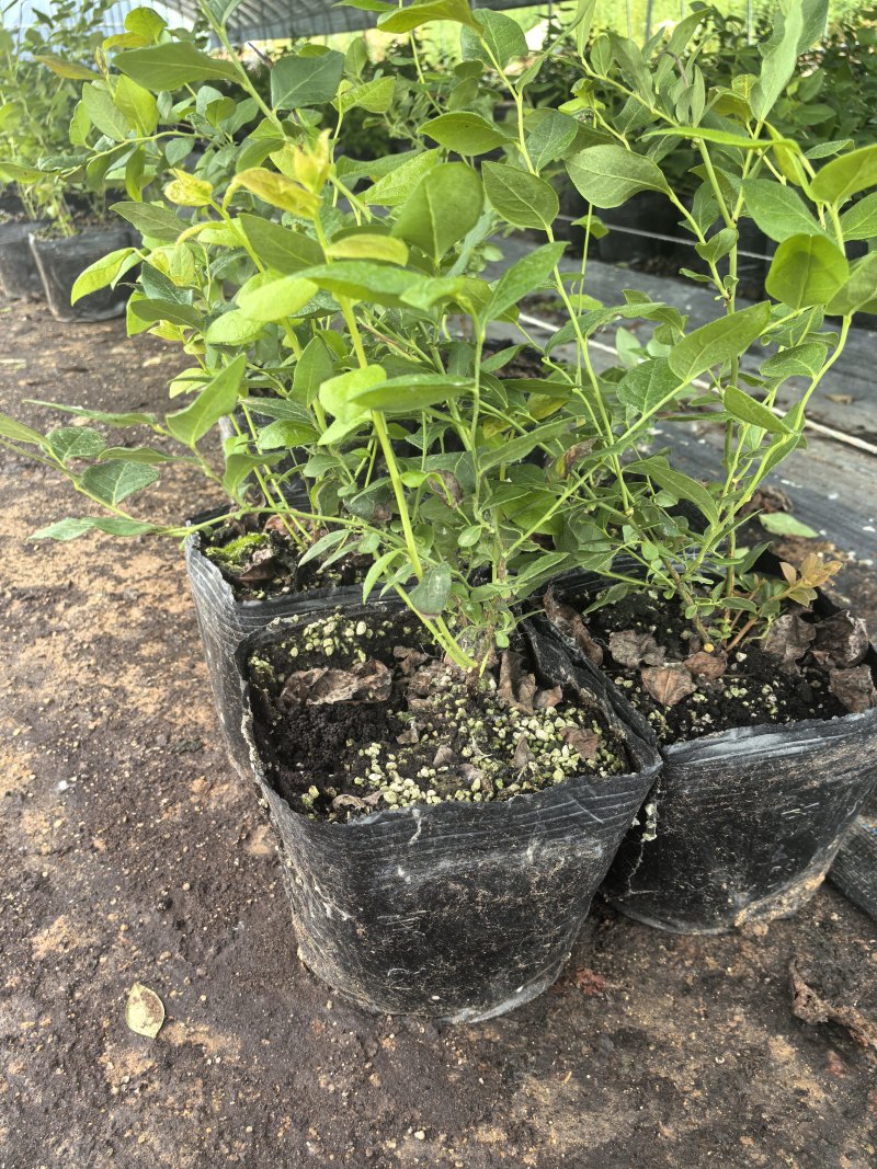 L11蓝莓苗花香25蓝莓苗F6德雷柏蓝莓苗