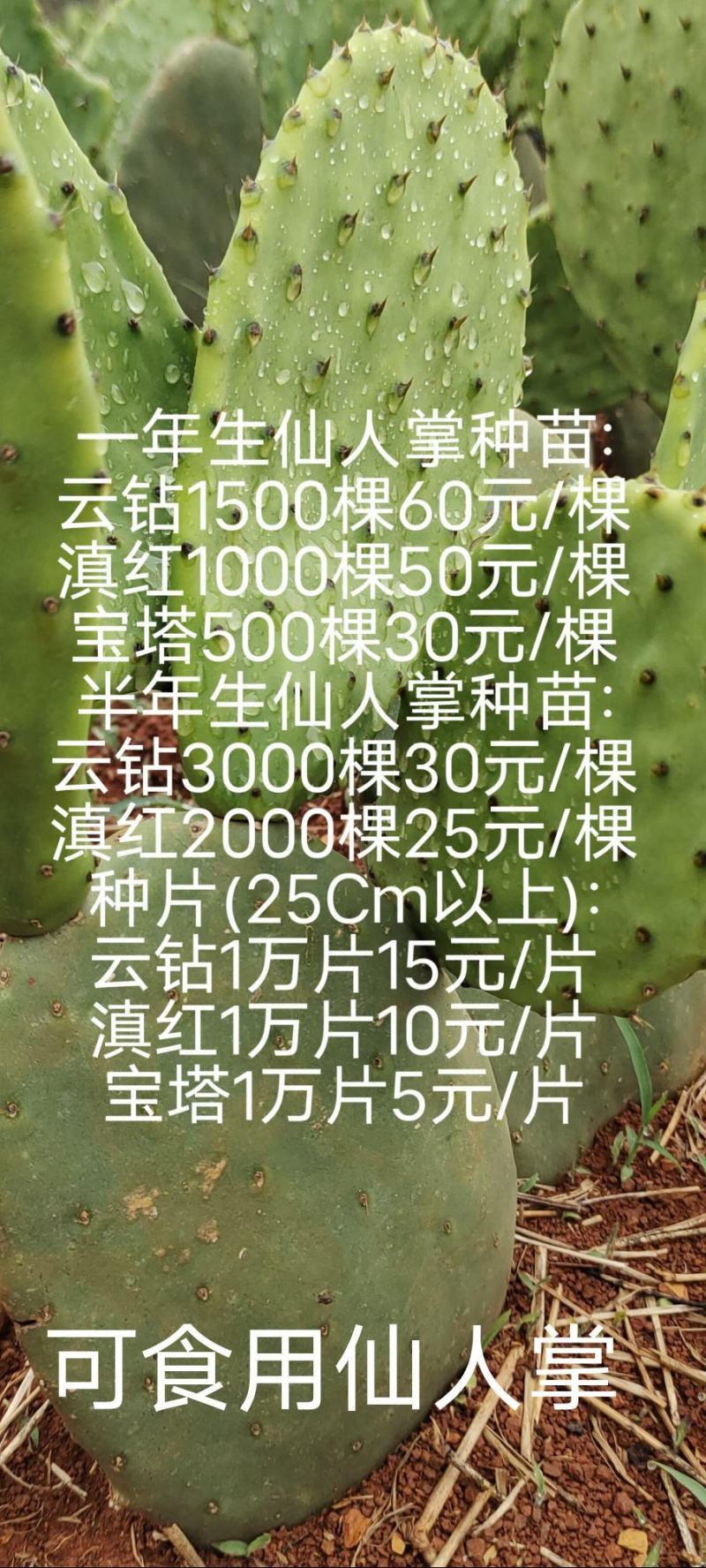 种苗、种片