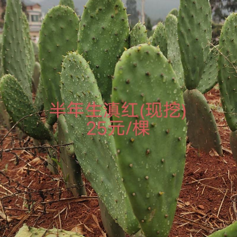 种苗、种片