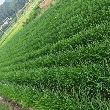 现采香韭菜，每天可供应1600斤