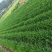 现采香韭菜，每天可供应1600斤