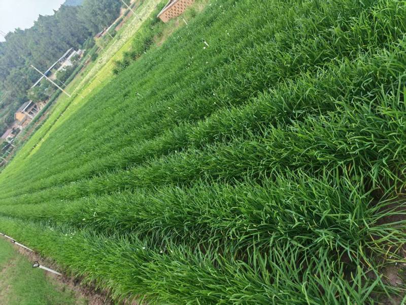 现采香韭菜，每天可供应1600斤