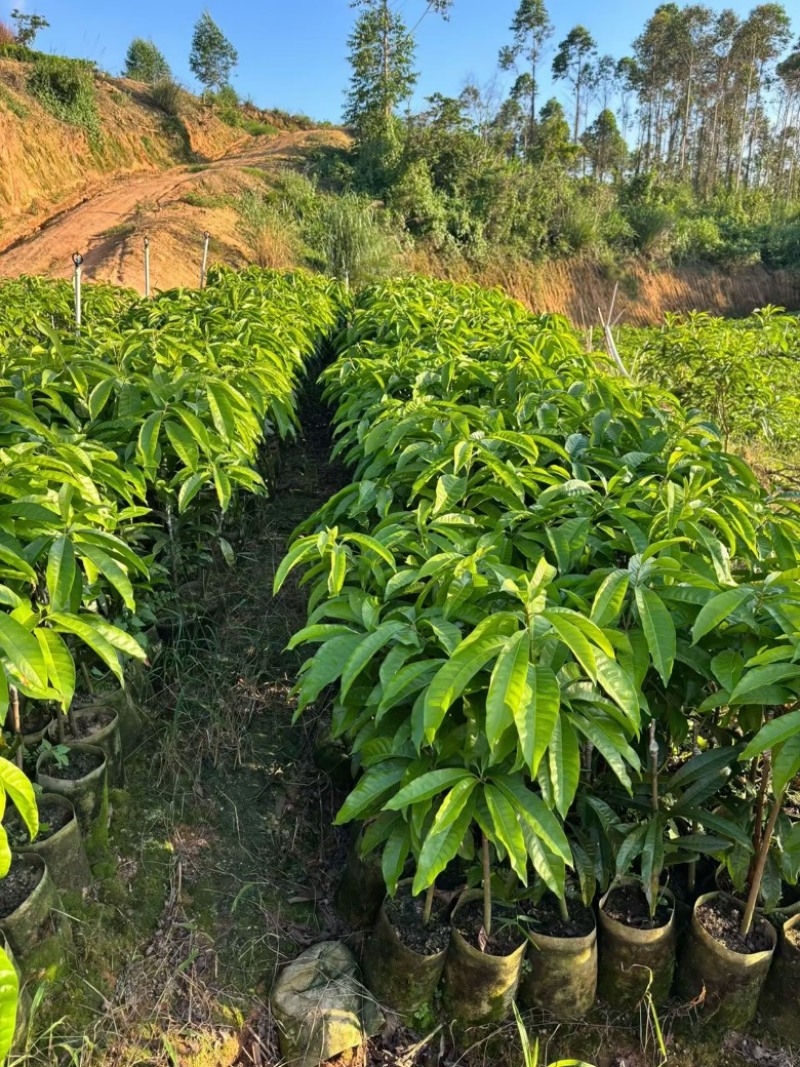 耀堂仙桃苗