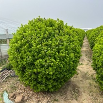 卫矛球50~1.8的大量有货，苗圃直供欢迎实地看货