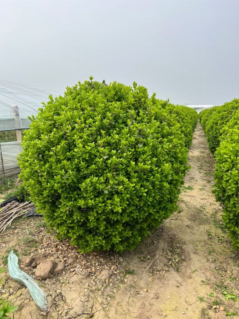 卫矛球50~1.8的大量有货，苗圃直供欢迎实地看货