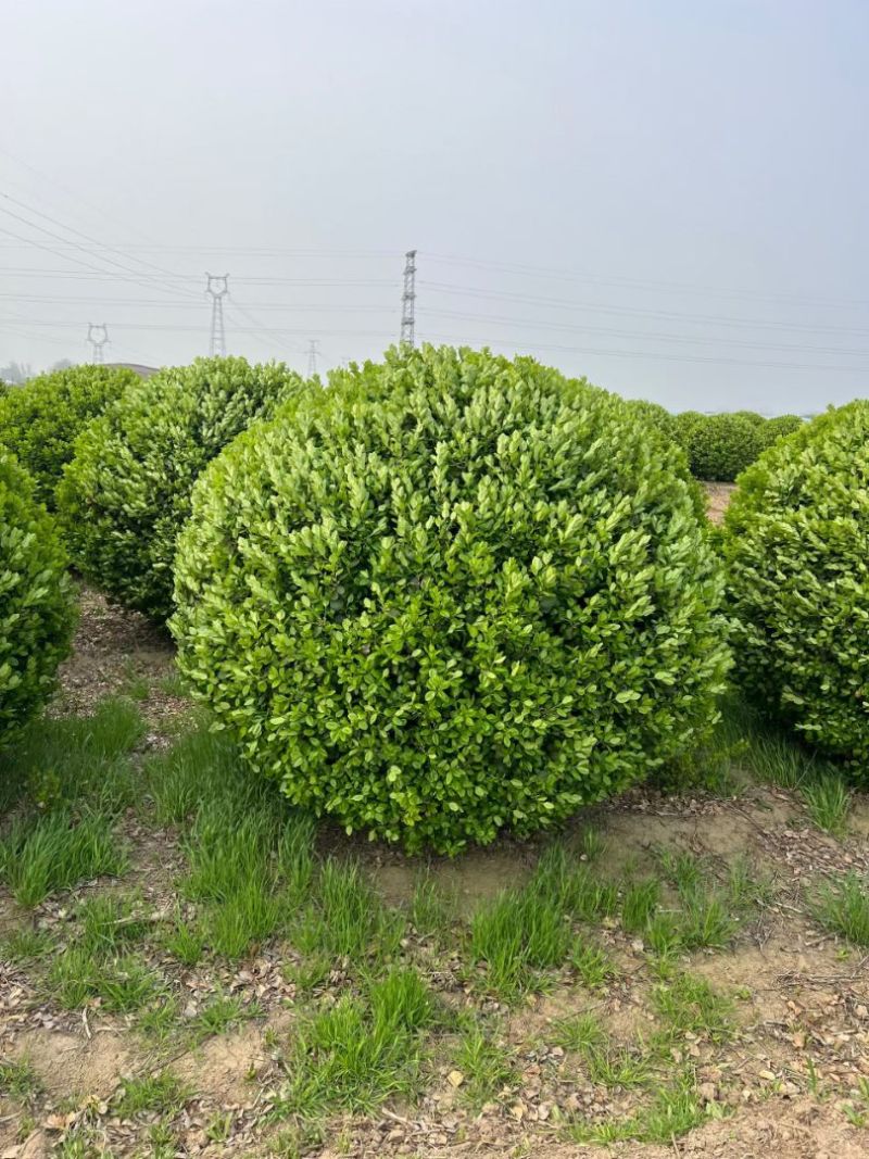 卫矛球50~1.8的大量有货，苗圃直供欢迎实地看货