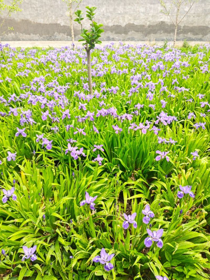鸢尾苗圃直发，欢迎打电话咨询，欢迎到苗圃看货