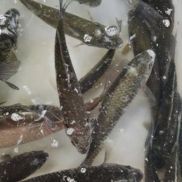 河鲫鱼，土鲫鱼