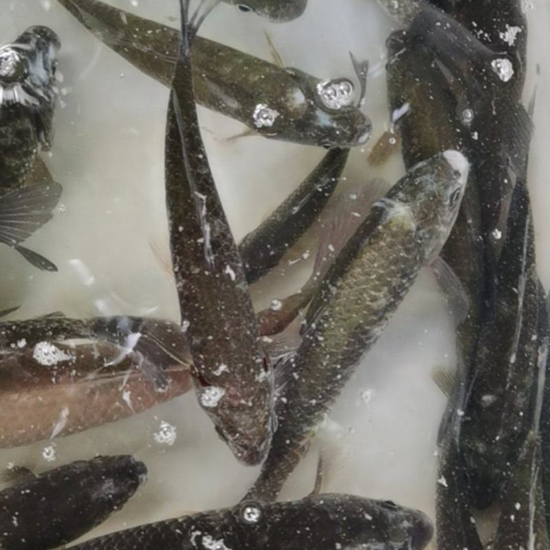 河鲫鱼，土鲫鱼
